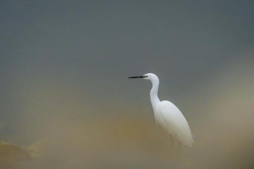 aigrette