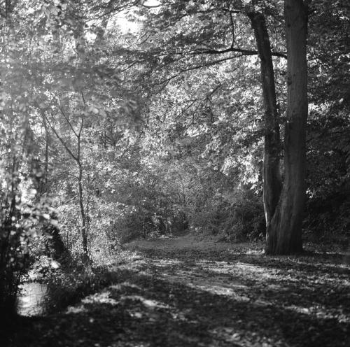 Bois-Verson-002