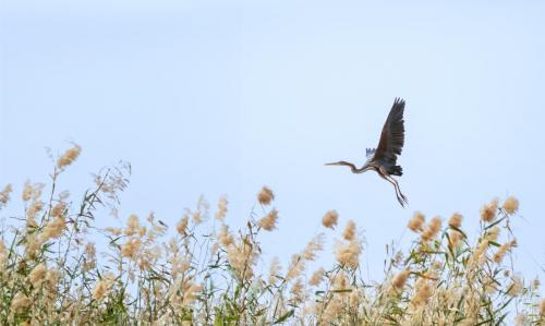 Heron-pourpre-Expo-Verson