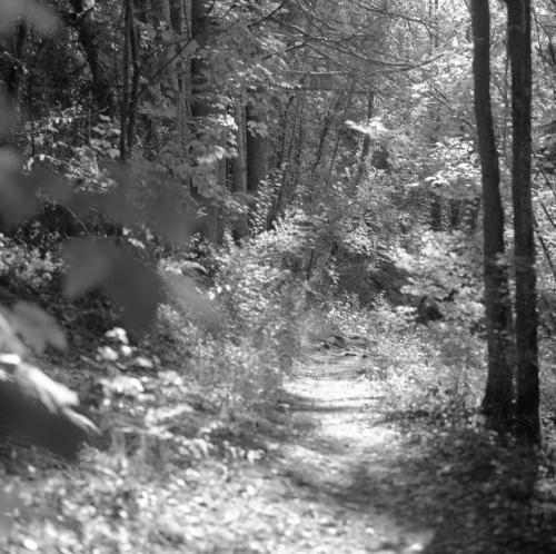chemin-foret-002
