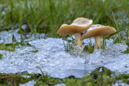 Champignons-glaces